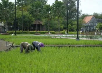 Pemprov Sulsel Siapkan 300 Pompa Alkon untuk Bantu Petani Hadapi Kekeringan