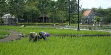 Pemprov Sulsel Siapkan 300 Pompa Alkon untuk Bantu Petani Hadapi Kekeringan